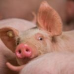 Panduan Menulis Esai Beasiswa LPDP 2026: Strategi dari Alumni Sukses