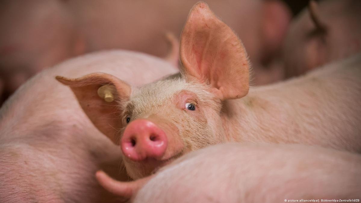 Daidai: Influencer China yang Ubah Tradisi Sembelih Babi Jadi Jimat Keberuntungan