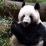 Prilly Latuconsina Open To Work: Kritik Netizen dan Pembelaan Omara Esteghlal